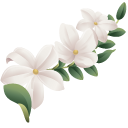Jasmine