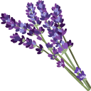 Lavender and Wildflowers