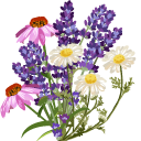 Lavender and Wildflowers