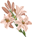 Lilies