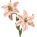 Lilies