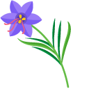 Lobelias