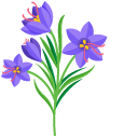Lobelias