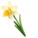 Narcissus aka Yellow Daffodils