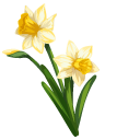 Narcissus aka Yellow Daffodils