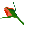 Orange Roses