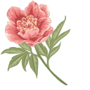 Peonies