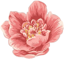 Peonies