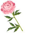 Peony
