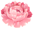 Peony