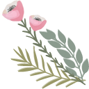 Pink Anemone Flower