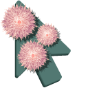 Pink Aster Flowers