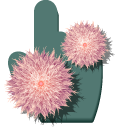 Pink Aster Flowers