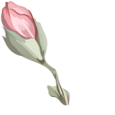 Pink Magnolia