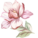 Pink Magnolia