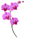 Pink Orchid
