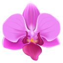 Pink Orchid