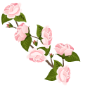 Pink Roses