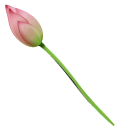 Pink Water Lily