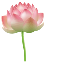 Pink Water Lily