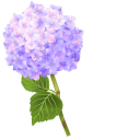 Purple Hydrangea Flower