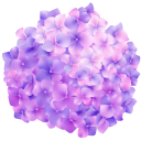 Purple Hydrangea Flower
