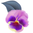 Purple Pansy