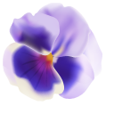 Purple Pansy