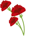 Red Сarnation