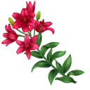 Red Lily