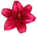 Red Lily