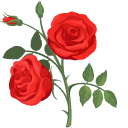 Red Roses