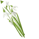 Tender Snowdrops