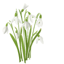 Tender Snowdrops