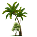 Tropical Palm Trees