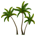 Tropical Palm Trees