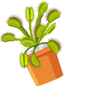 Venus Flytrap