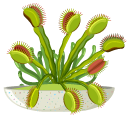 Venus Flytrap