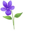 Viola Flower