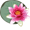 Water Lily