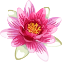 Water Lily