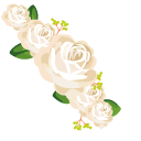 White Roses