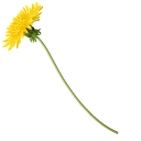 Yellow Dandelion