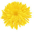 Yellow Dandelion