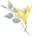 Yellow Lily