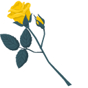 Yellow Roses