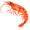 Cooked Shrimp