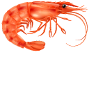 Cooked Shrimp