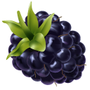 Blackberry