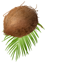 Coconut on Palm Leaves